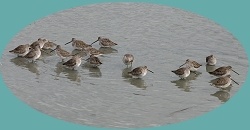 Birds of Lake Elizabeth