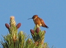 Allen's Hummingbird