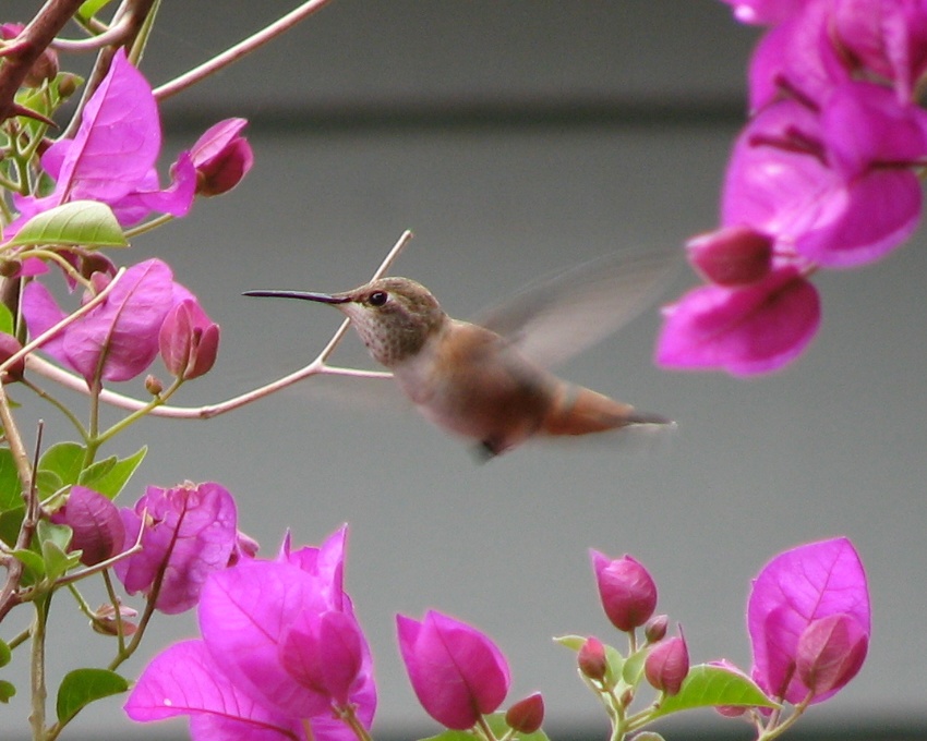 Allen's Hummingbird