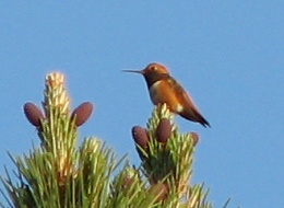 Allen's Hummingbird