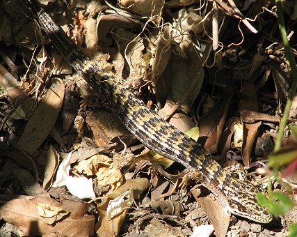 Alligator Lizard