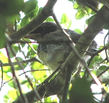 Western Scrubjay