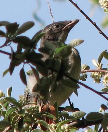 Western Scrubjay