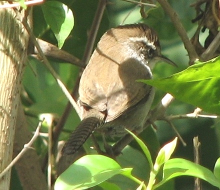 Bewick's Wren