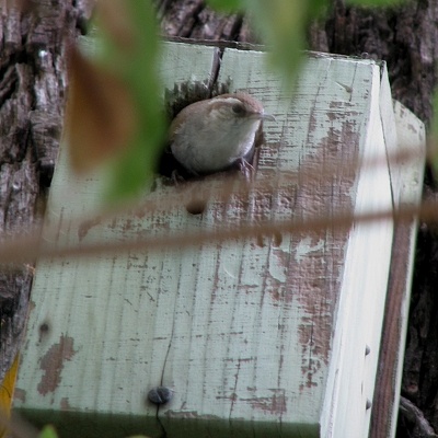 Bewick's Wren