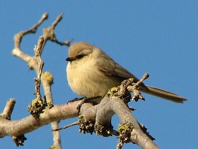 Bushtit