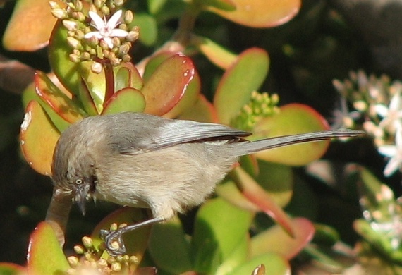 Bushtit