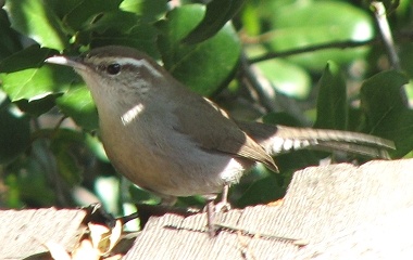 Bewick's Wren