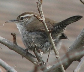 Bewick's Wren