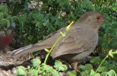 California Towhee