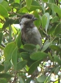 Chestnut-backed Chickadee