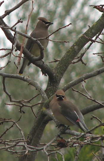 Cedar Waxwing