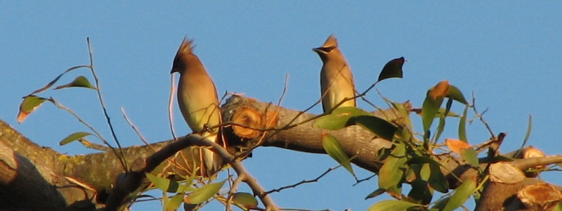 Cedar Waxwing