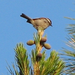 Chestnut-backed Chickadee