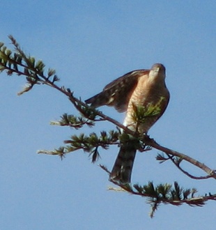 Coopers Hawk