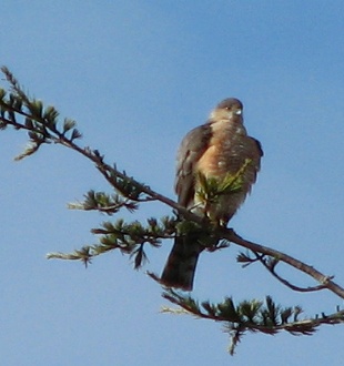 Coopers Hawk