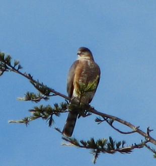 Coopers Hawk