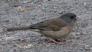 Dark-eyed Junco