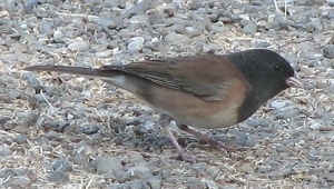 Dark-eyed Junco