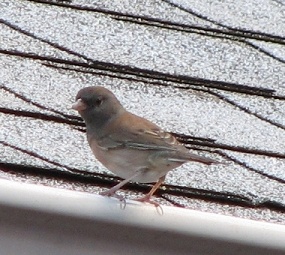 Dark-eyed Junco