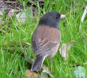 Dark-eyed Junco