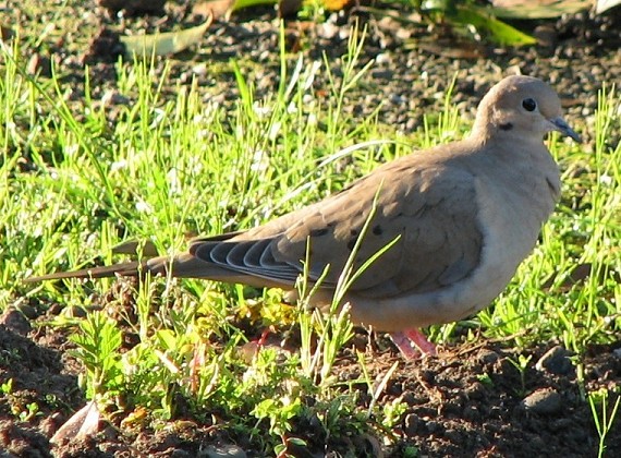 Mourning Dove