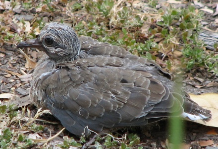 Mourning Dove