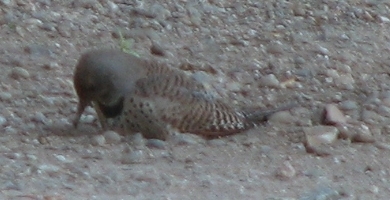 Red-Shafted Northern Flicker