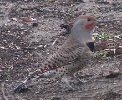 Red-Shafted Northern Flicker