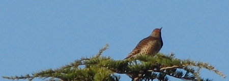 Red-Shafted Northern Flicker