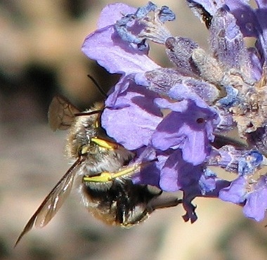 Anthophorine Bee