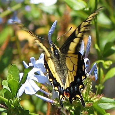 Anise Swallowtail