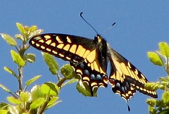 Anise Swallowtail