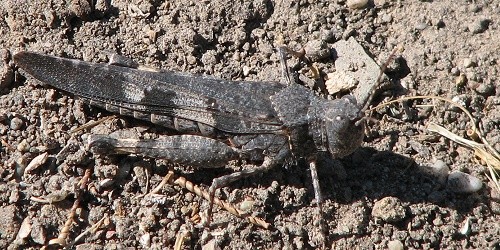 Banded Wing