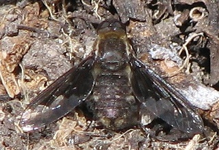 Bee Fly