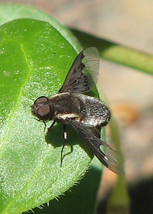 Bee Fly