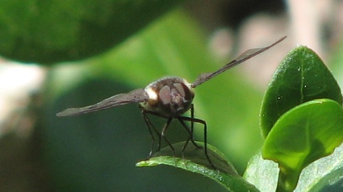 Bee Fly