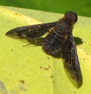 Bee Fly