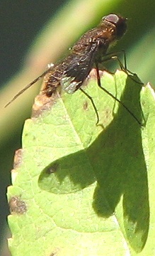 Bee Fly