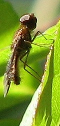 Bee Fly