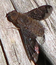 Bee Fly