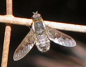 Bee Fly