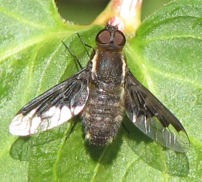 Bee Fly