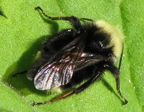 Bumble Bee