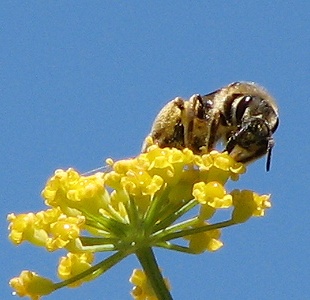 Bee