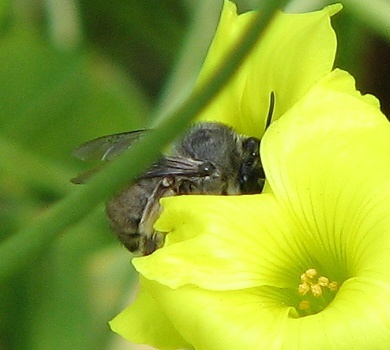 Anthophorine Bee