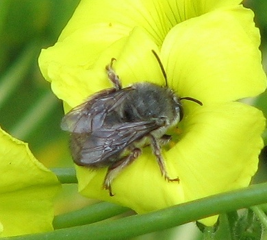 Anthophorine Bee