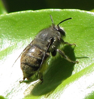 Anthophorine Bee