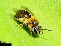 Bee