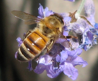 Honeybee